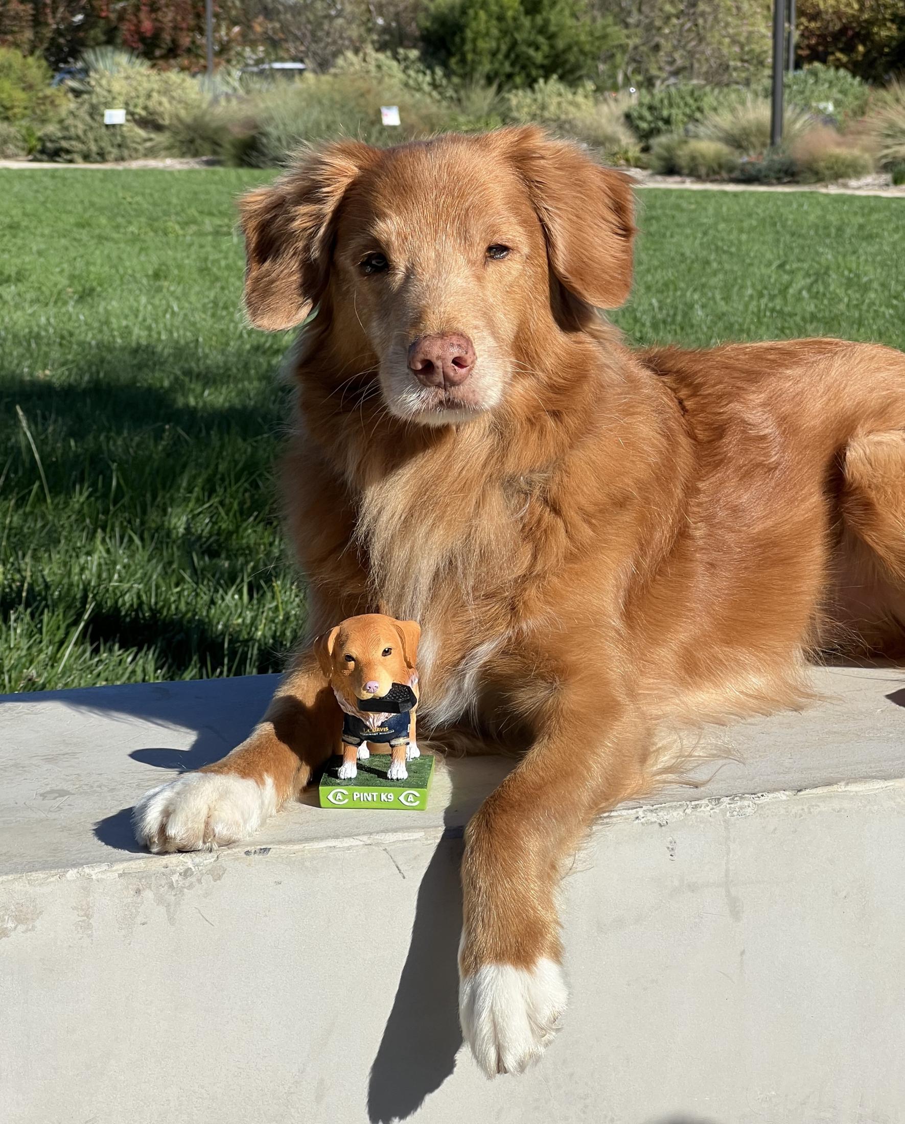 Pint and bobblehead