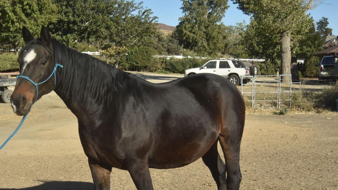 Georgia is recovering well following an ovariohysterectomy at the UC Davis veterinary hospital. horse