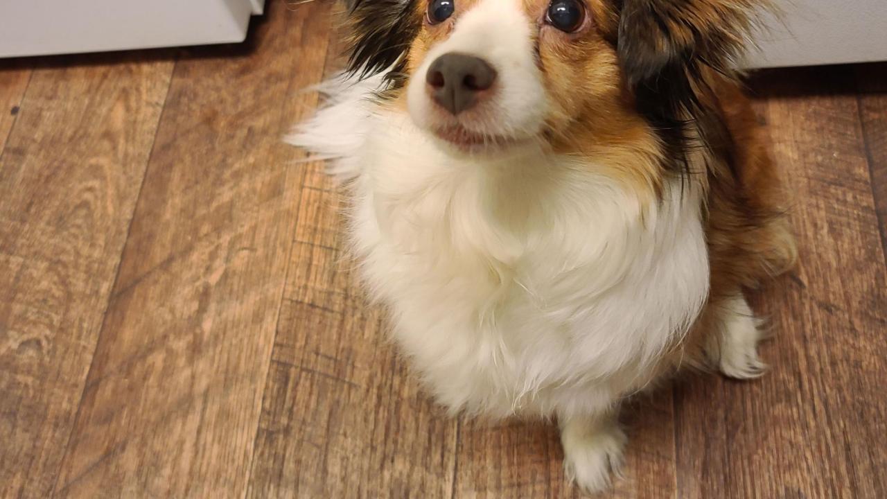 Scruffles is being treated for leukemia at the UC Davis veterinary hospital. Scruffles is being treated for leukemia at the UC Davis veterinary hospital.