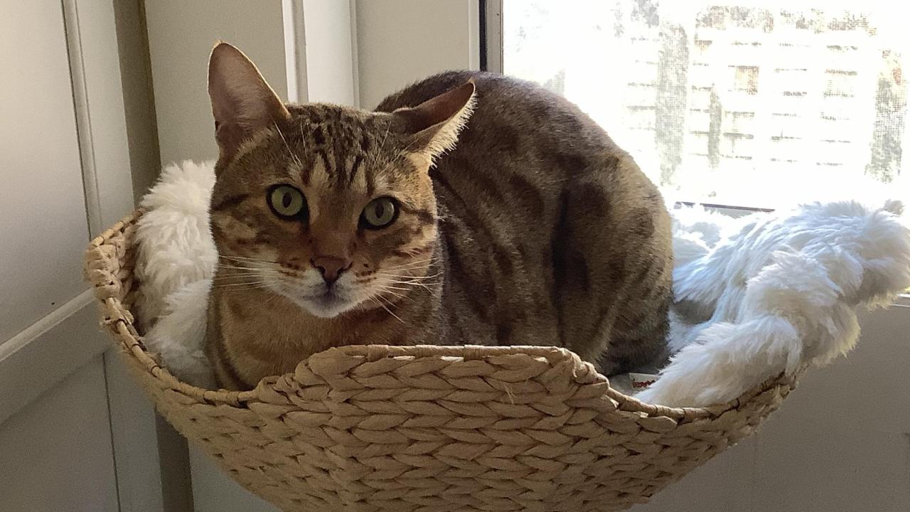cat sitting in perch
