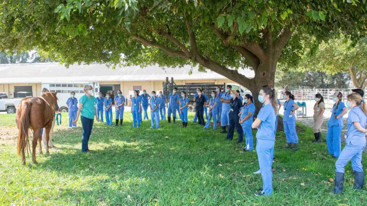 DVM students receive an equine lecture at the UC Davis School of Veterinary Medicine.