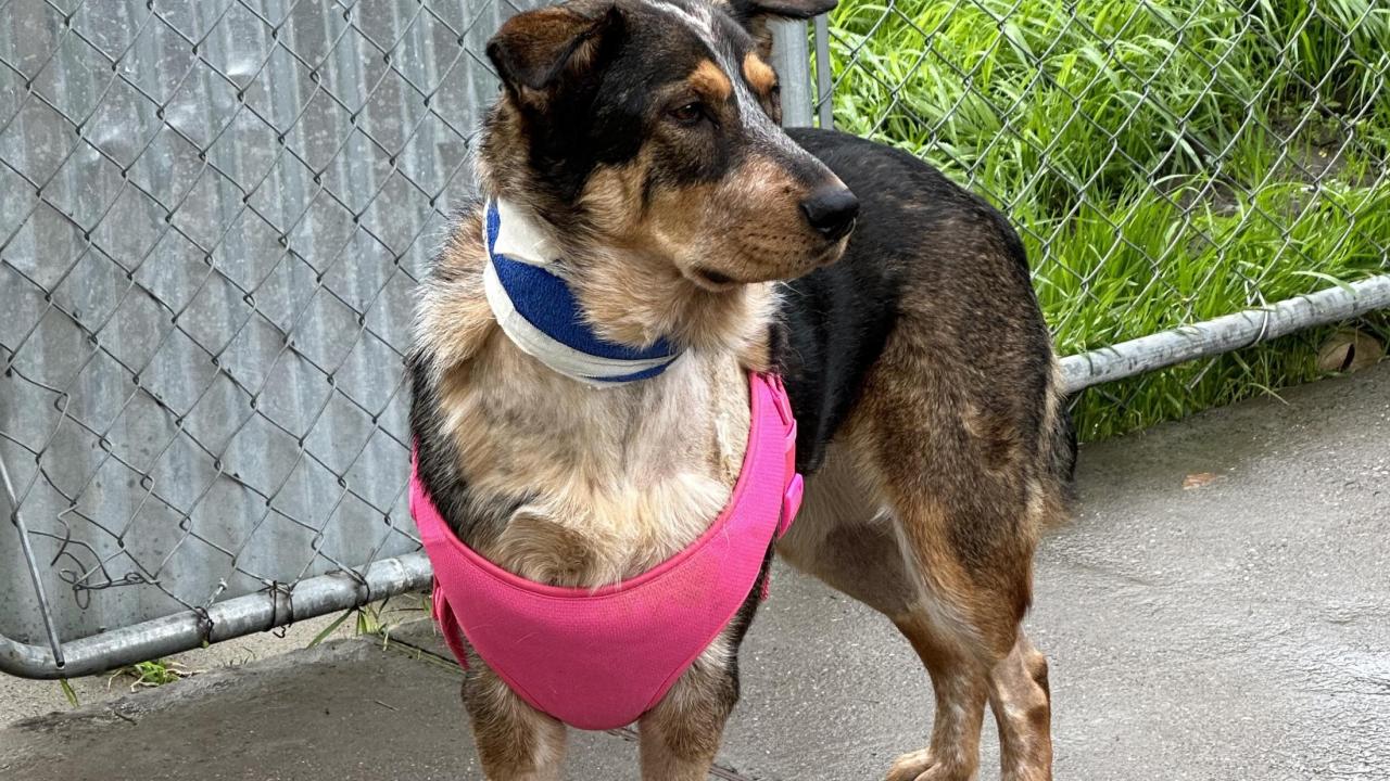 Mija the dog with bandage on neck