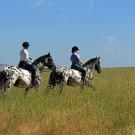 three horses on a hill