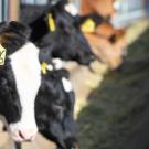 several cows eating